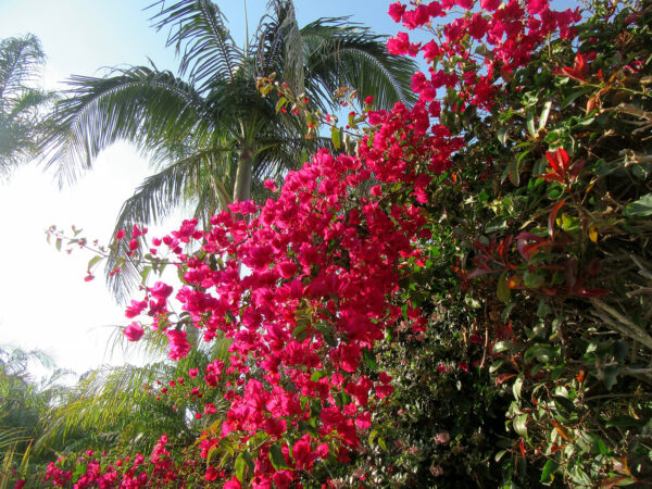 Bougainville in Paradise