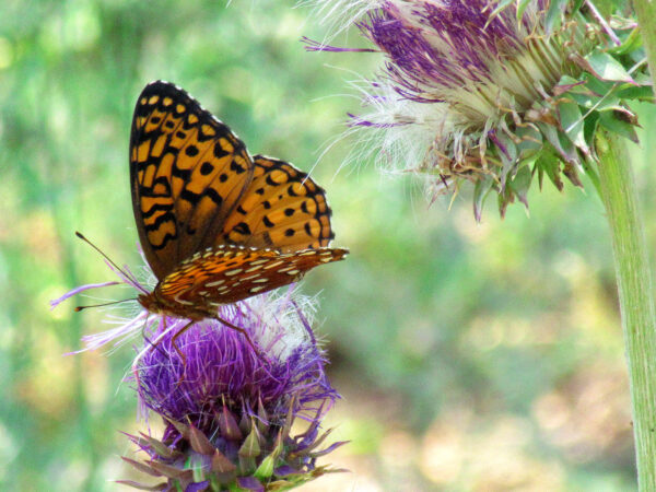 Butterfly Thistle