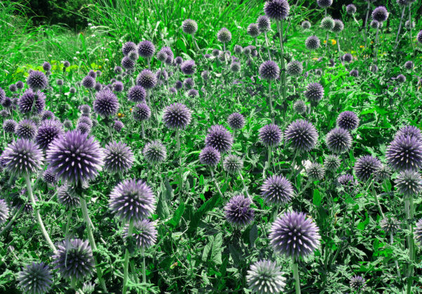 Globe Thistles