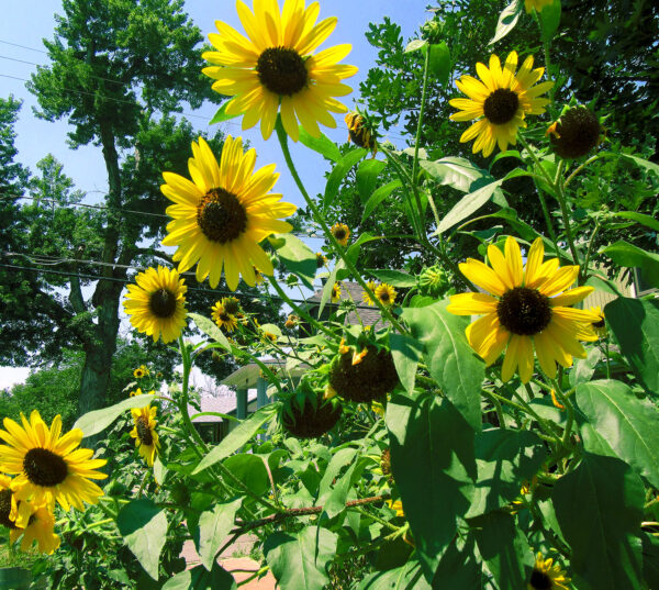 Sunflowers