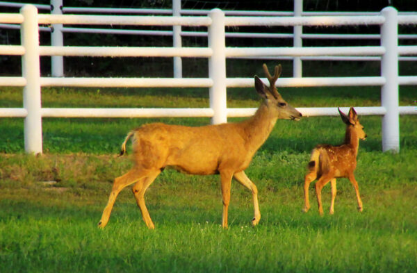 Deer