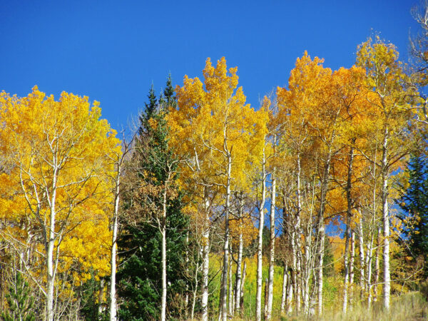 Colorado Aspen's