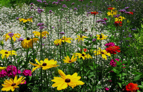 Flower Field